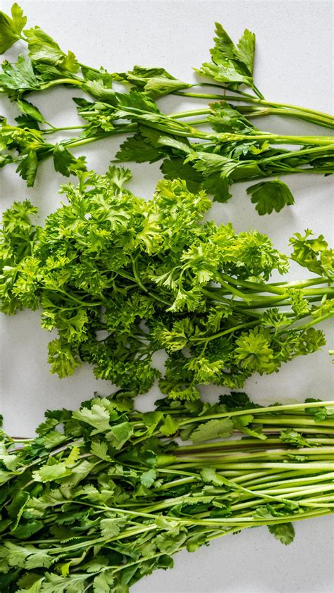 chives in bisaya|Difference between Wansoy (Cilantro), Parsley, & Kinchay .